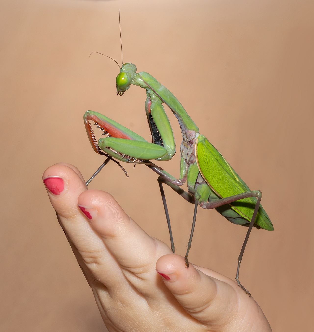 25 P. Mantis Fritz Fuchshuber